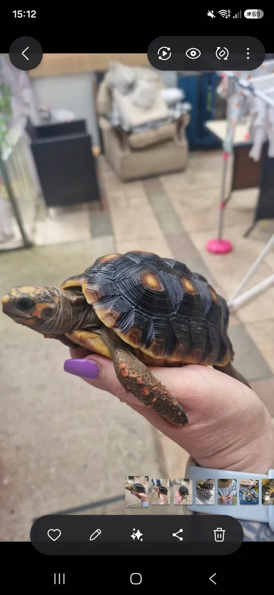 Tortoise - Image 3