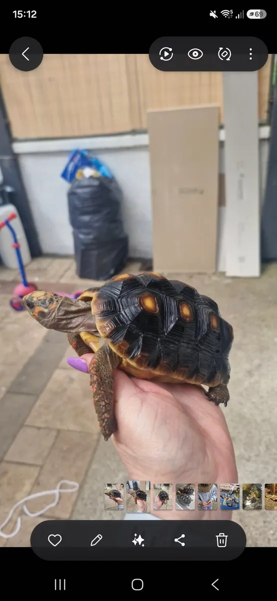 Tortoise - Image 4