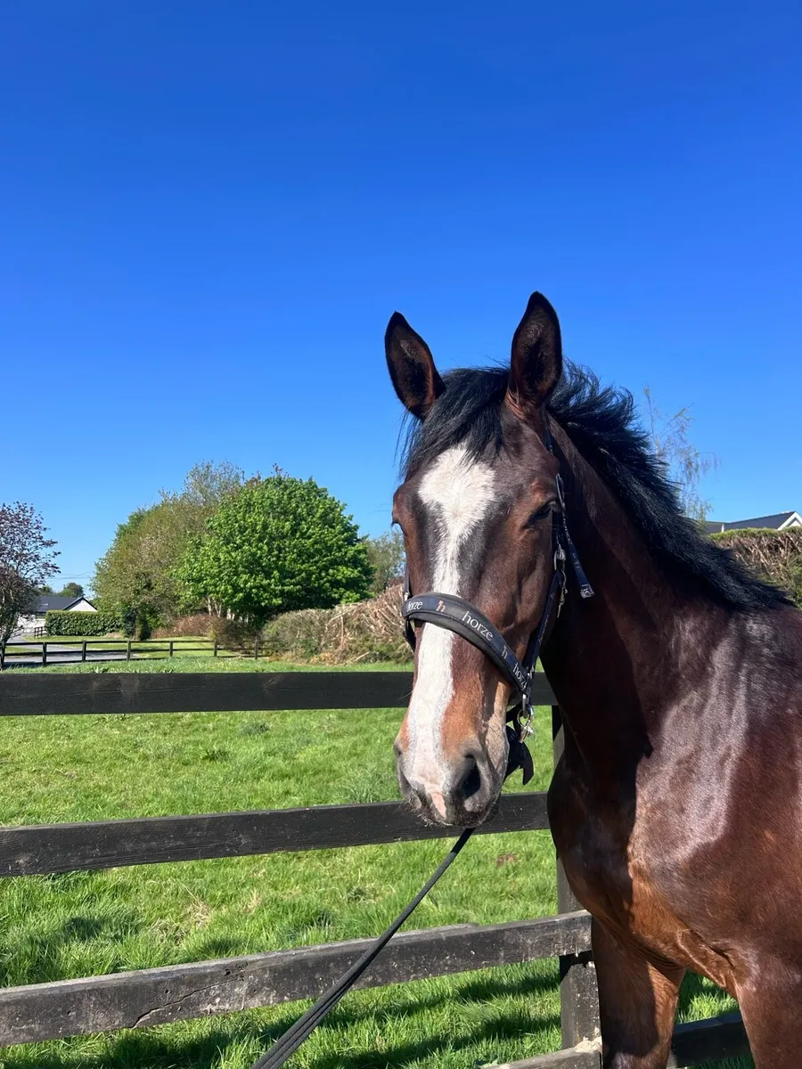 3 year old gelding - Image 1