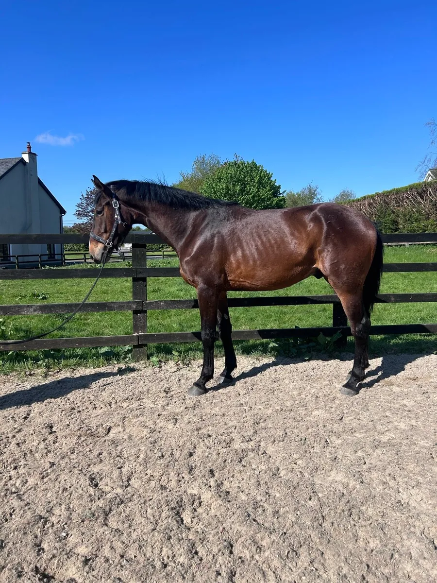 3 year old gelding - Image 2