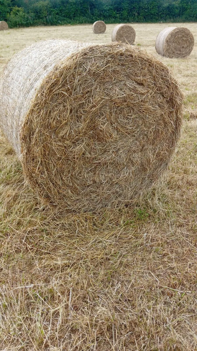 Round  bales hay - Image 1