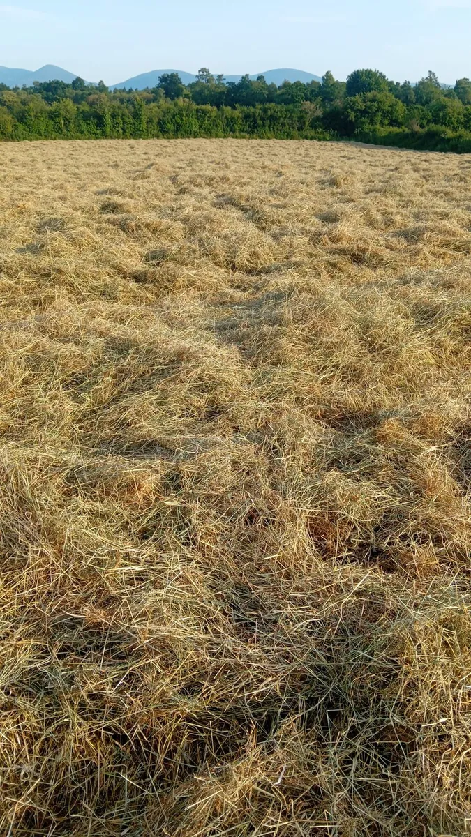 Round  bales hay - Image 2