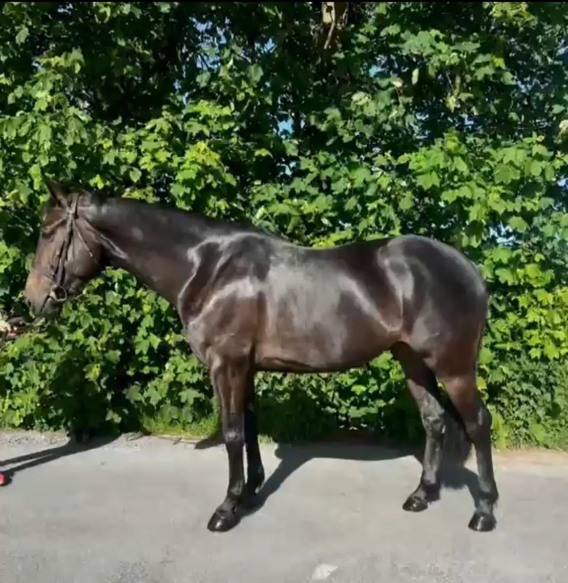 4yr old mare by Clonaslee Captain Cristo - Image 1