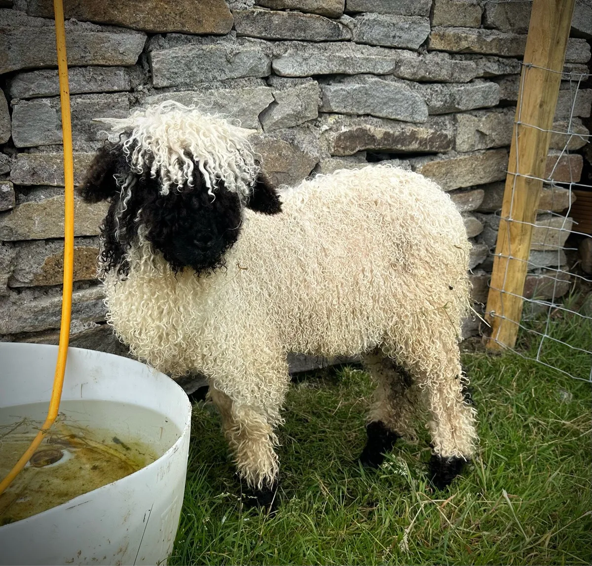 Valais Blacknose Ram Lamb - Image 3