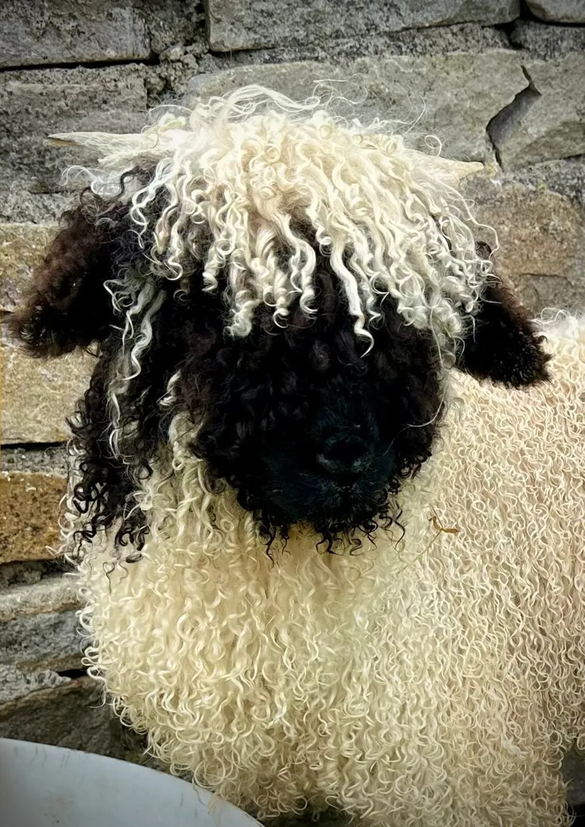 Valais Blacknose Ram Lamb - Image 1