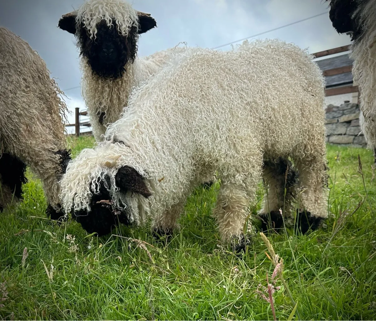 Valais Blacknose Ram Lamb - Image 2
