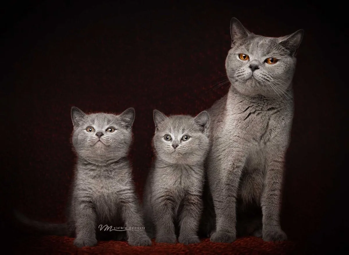 Purebred British Shorthair 🐈‍⬛ Kittens - Image 2