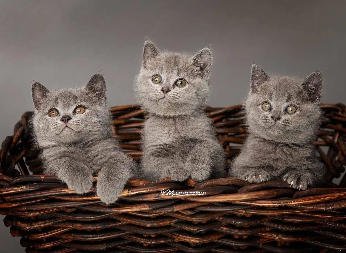 Purebred British Shorthair 🐈‍⬛ Kittens - Image 3