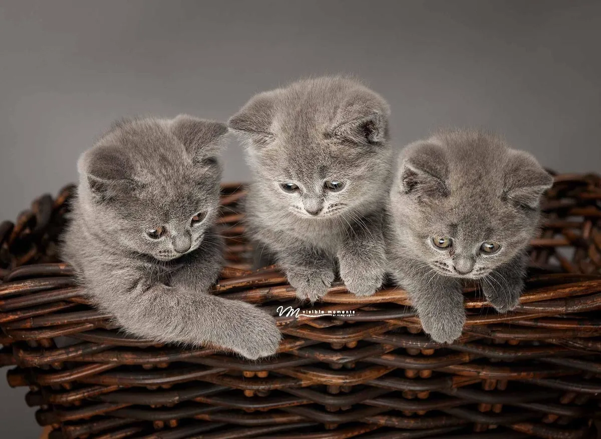 Purebred British Shorthair 🐈‍⬛ Kittens - Image 4