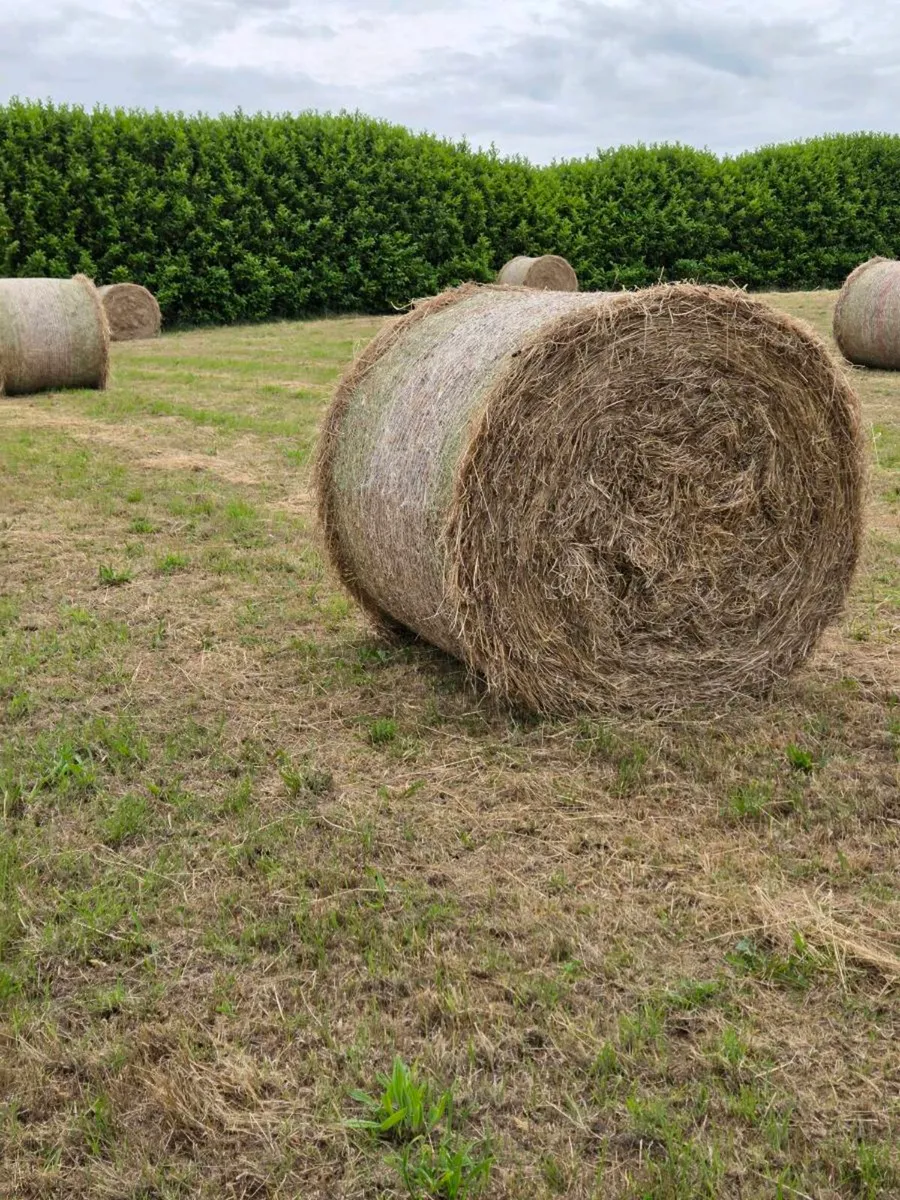 Hay