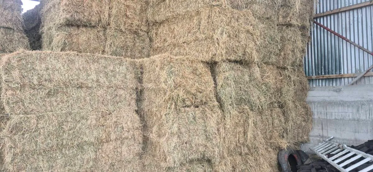 Large square hay bales - Image 3