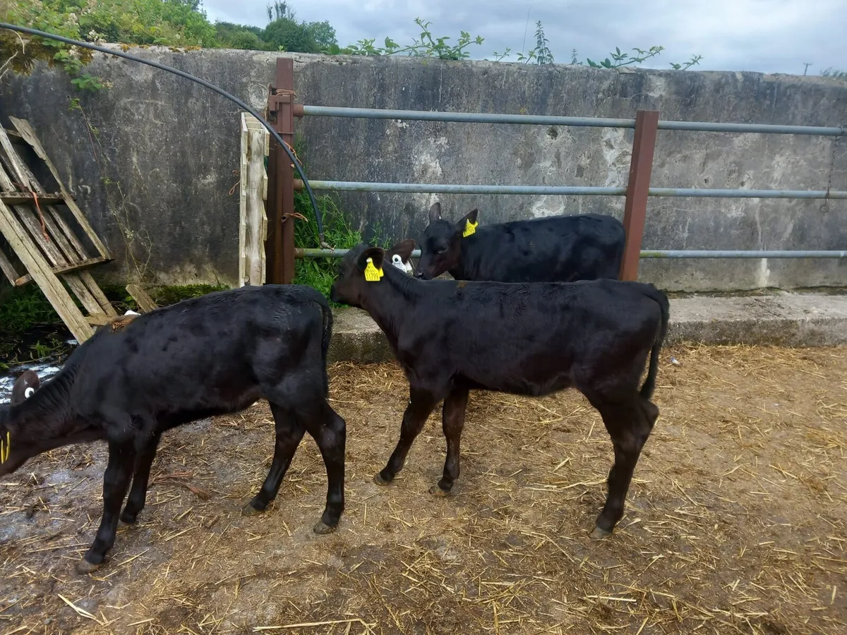 3 nice  angus heifer  calves - Image 1
