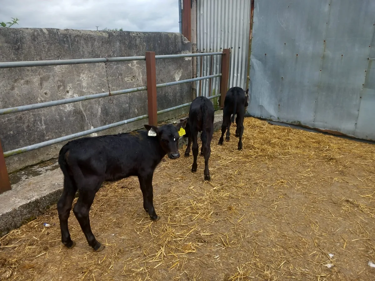 3 nice  angus heifer  calves - Image 2