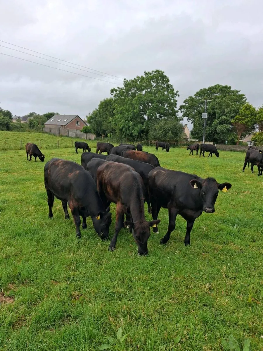 21 RIGHT GOOD QUALITY  HEIFERS AAX & 2 LIMOUSINES - Image 1