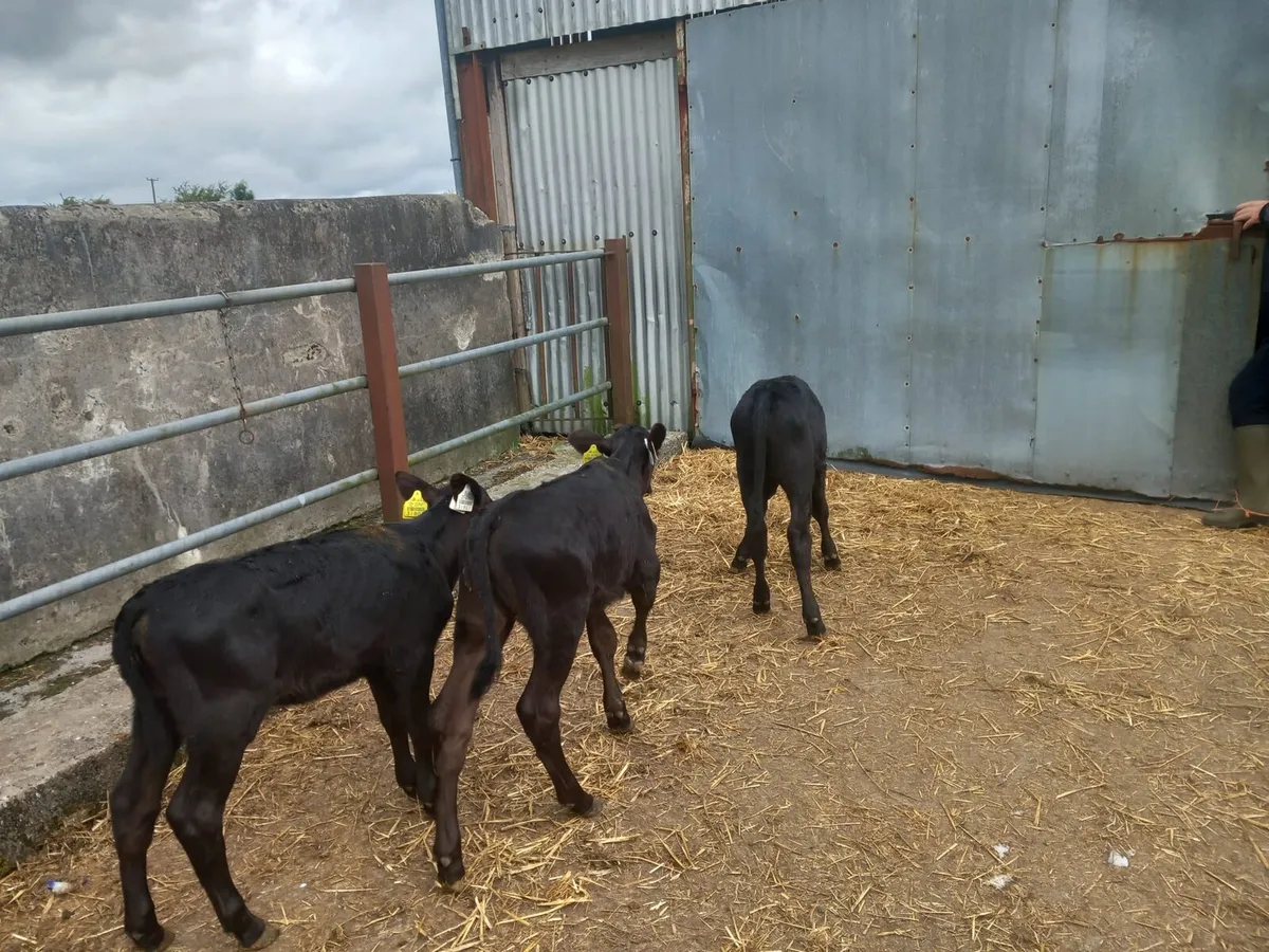 3 nice  angus heifer  calves - Image 3