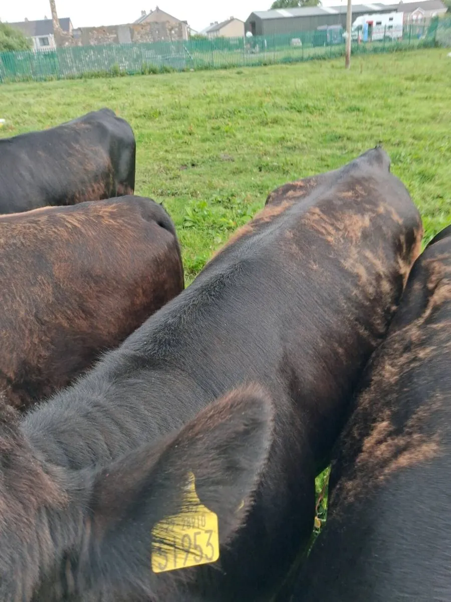 21 RIGHT GOOD QUALITY  HEIFERS AAX & 2 LIMOUSINES - Image 2