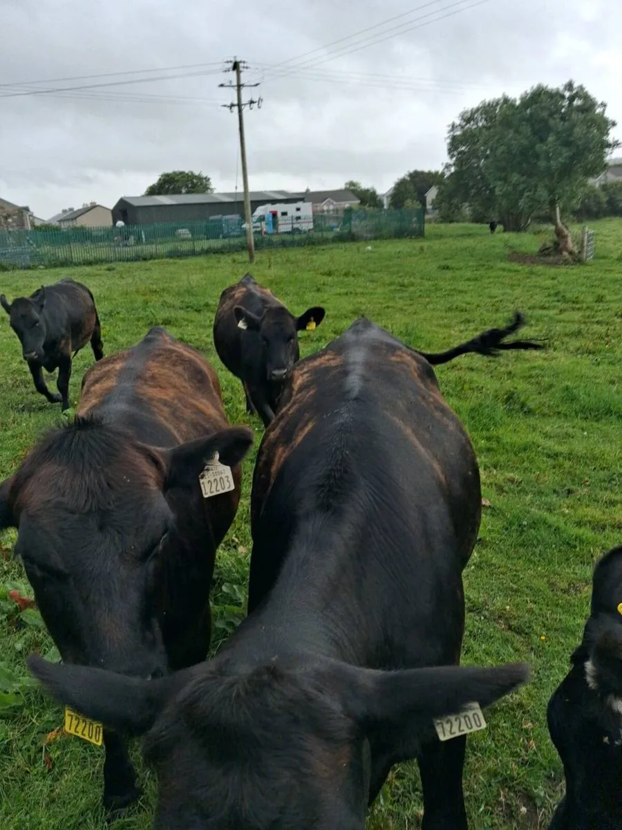 21 RIGHT GOOD QUALITY  HEIFERS AAX & 2 LIMOUSINES - Image 3