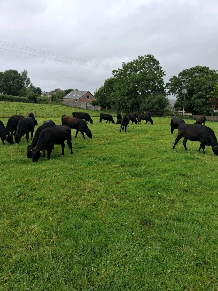 21 RIGHT GOOD QUALITY  HEIFERS AAX & 2 LIMOUSINES - Image 4