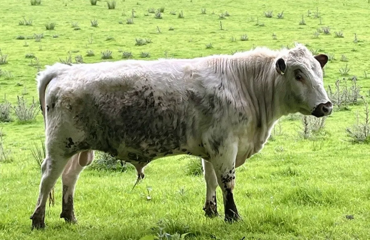 15 Month Pedigree Old Irish Moiled Bull Calf - Image 1