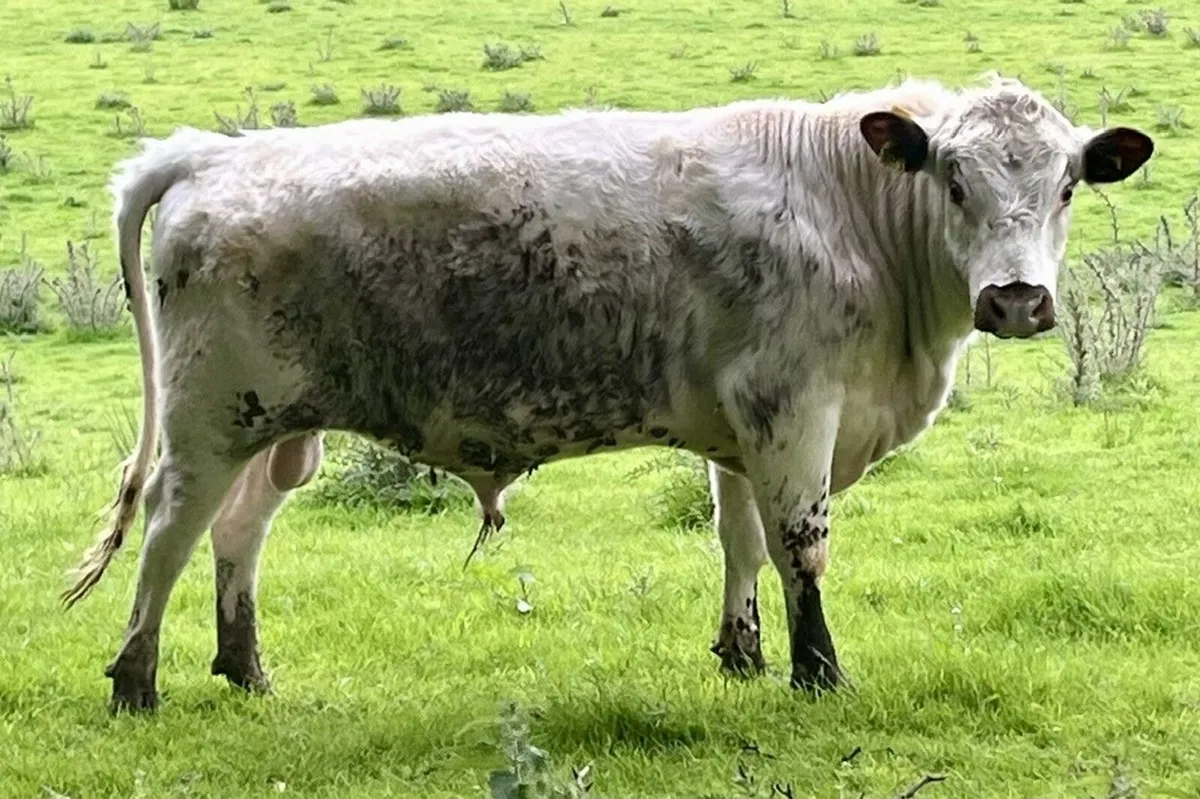 15 Month Pedigree Old Irish Moiled Bull Calf - Image 2