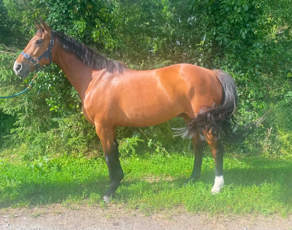 Performance horse/pony - Image 1