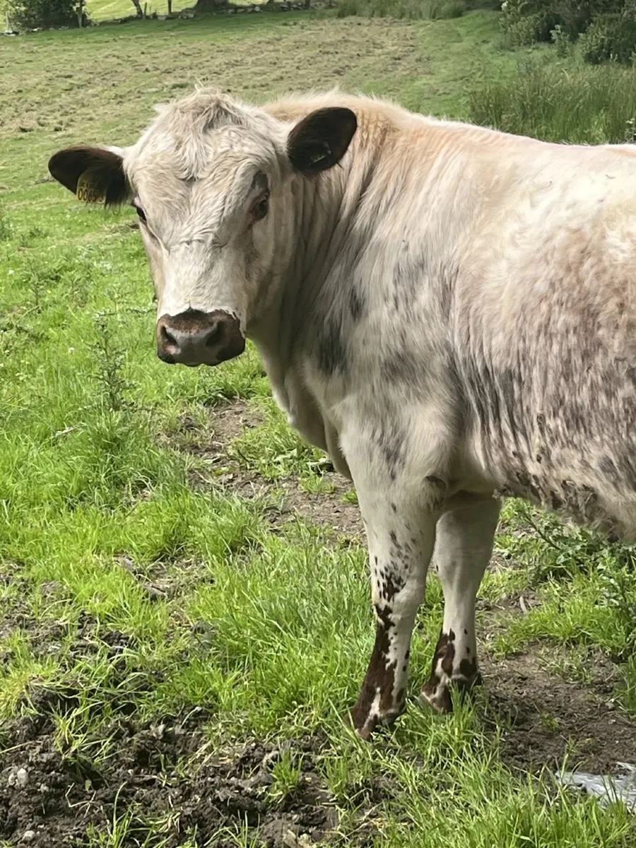 15 Month Pedigree Old Irish Moiled Bull Calf - Image 3
