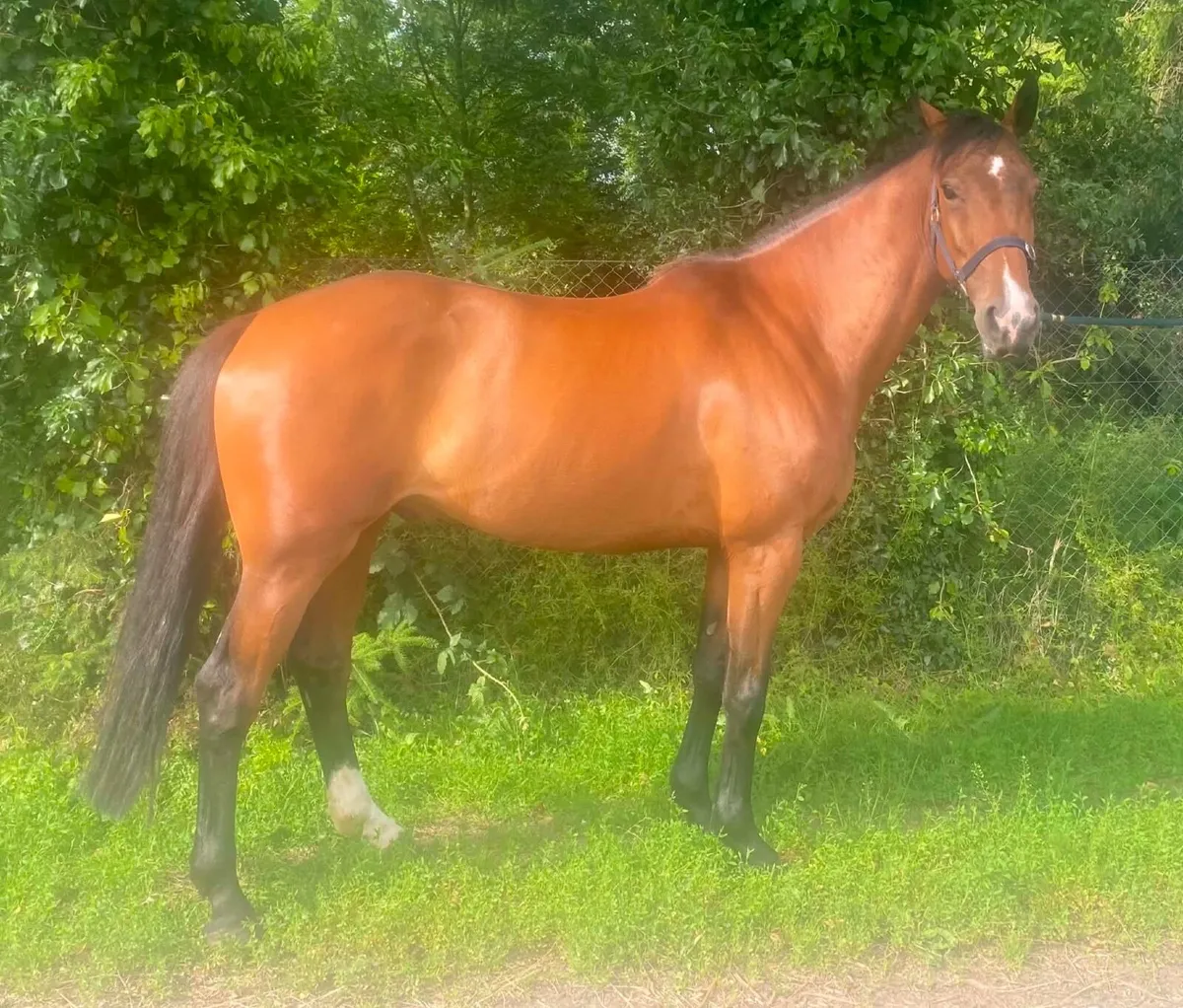 Performance horse/pony - Image 3