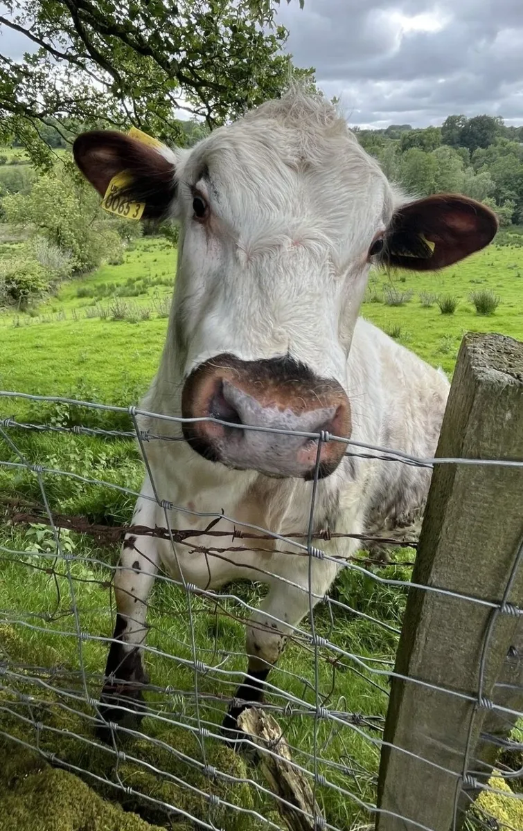 15 Month Pedigree Old Irish Moiled Bull Calf - Image 4