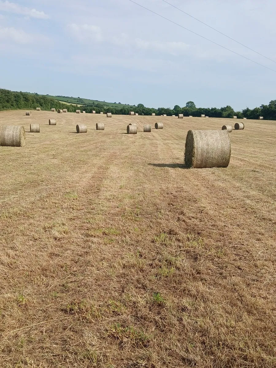 Hay - Image 1