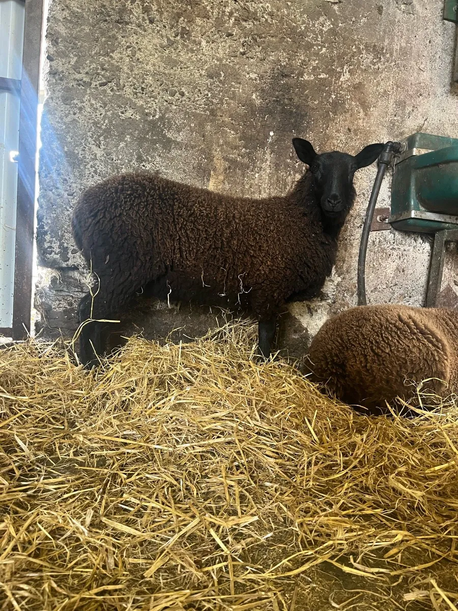 3 super ewe lambs - Image 3
