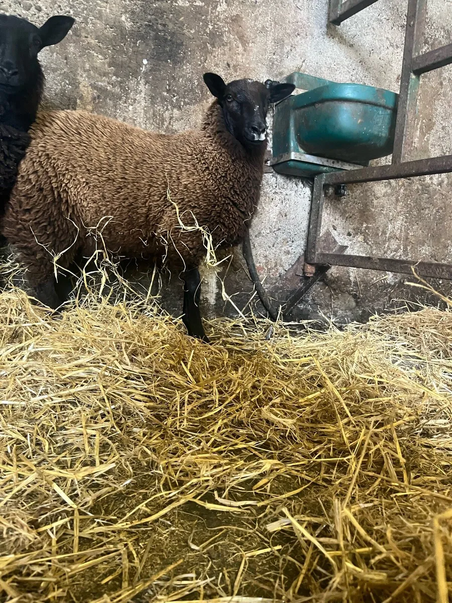 3 super ewe lambs - Image 4