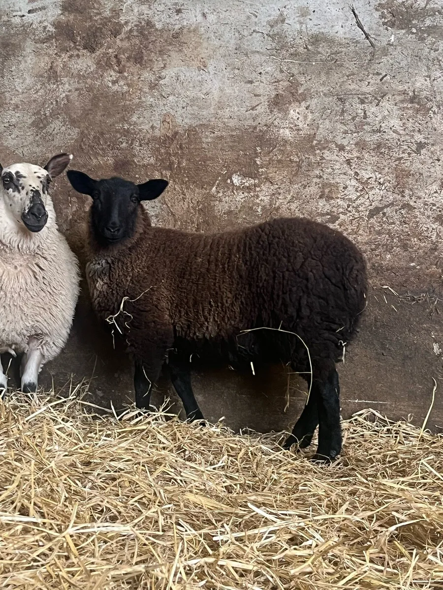 3 super ewe lambs - Image 1