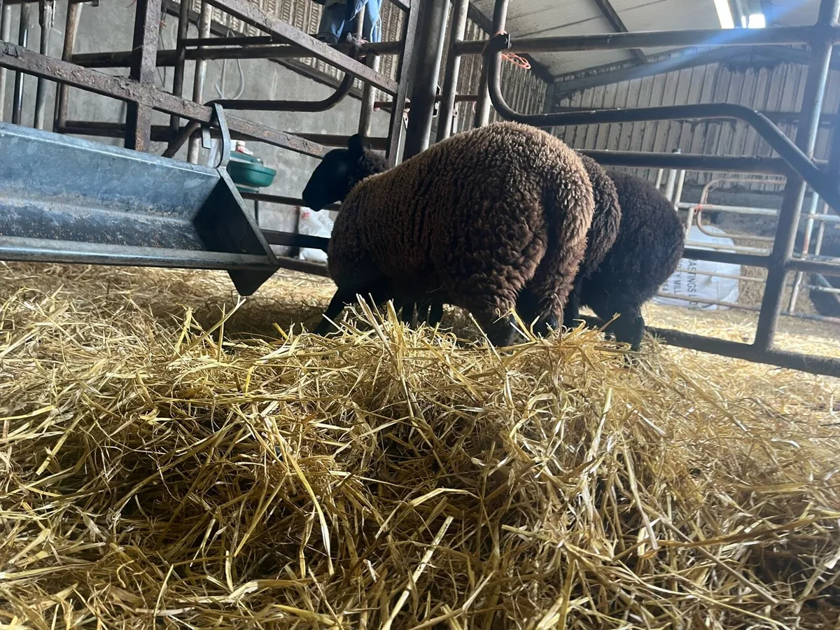 3 super ewe lambs - Image 2