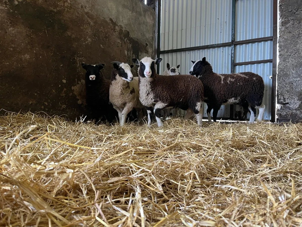 5 super ewe lambs - Image 2