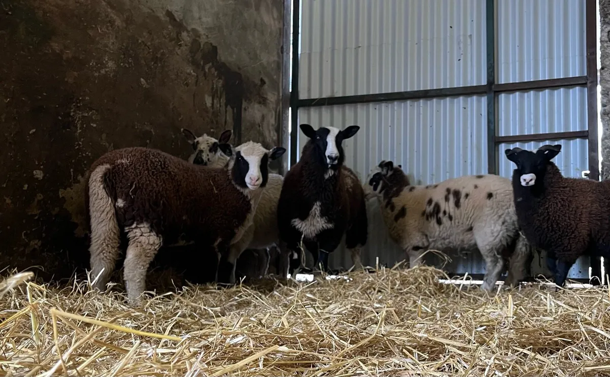 5 super ewe lambs - Image 1