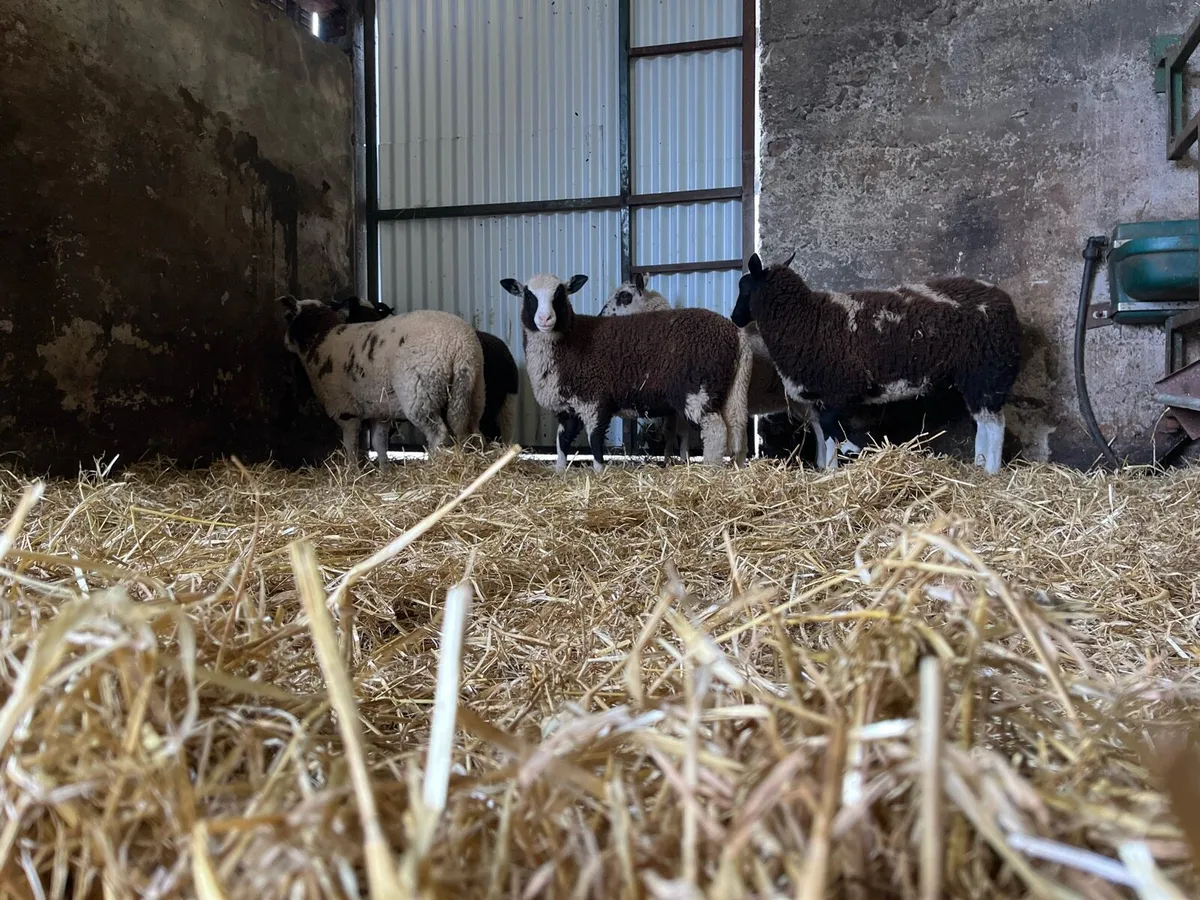 5 super ewe lambs - Image 3