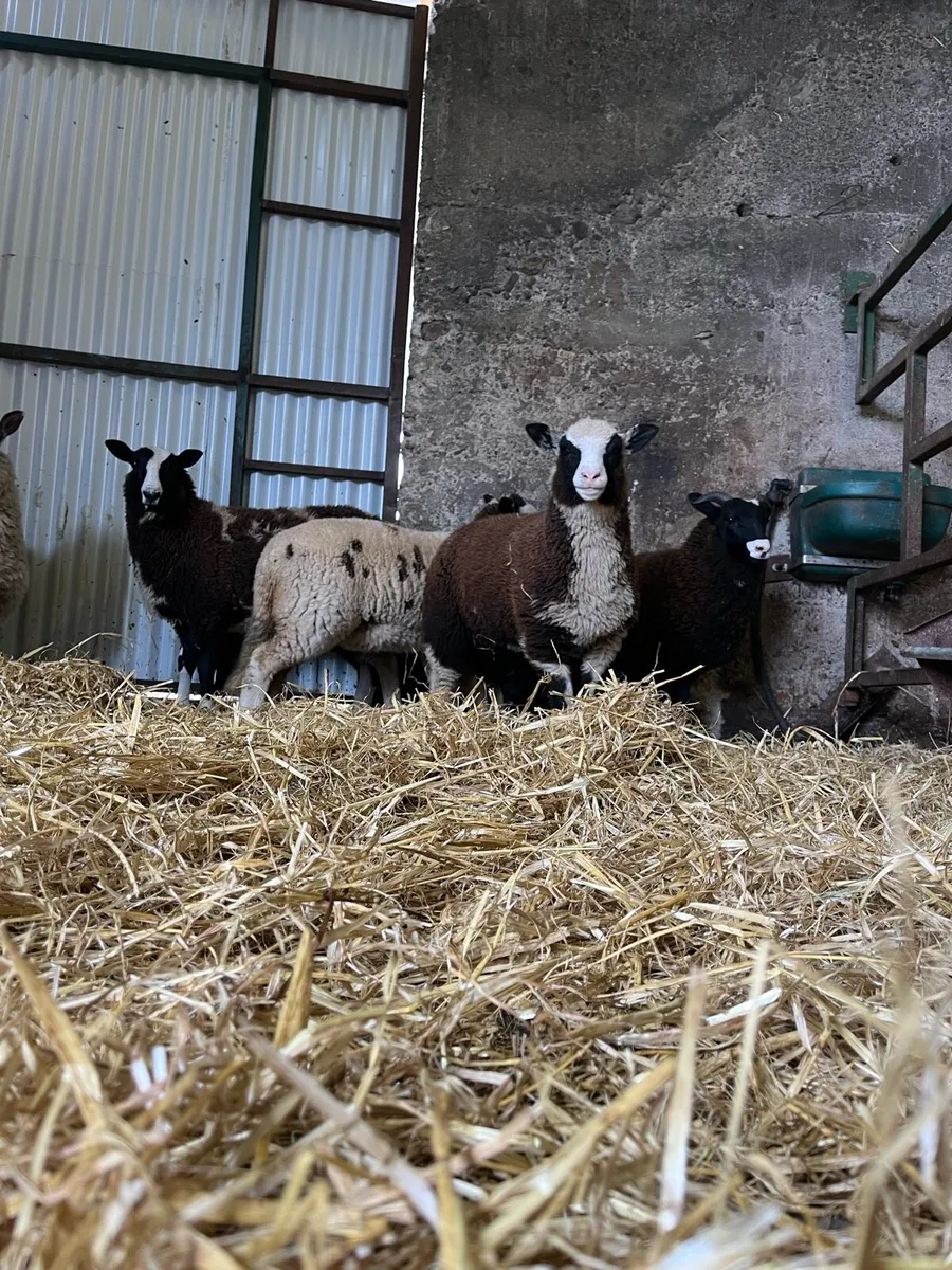 5 super ewe lambs - Image 4