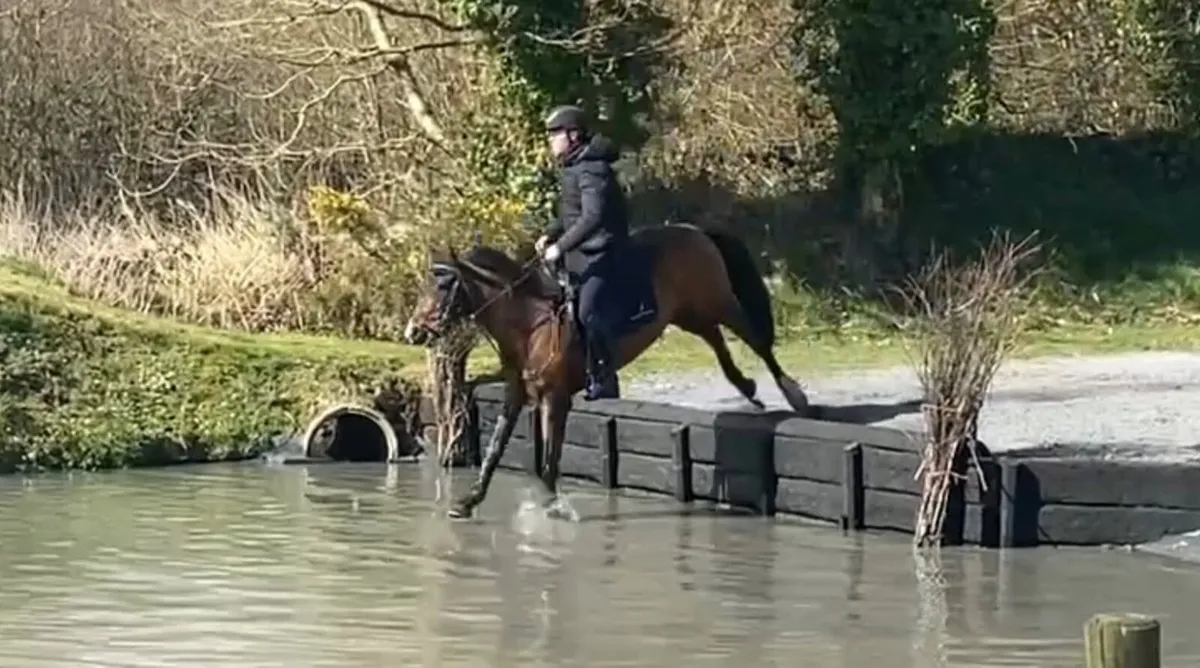 Performance horse/pony - Image 4