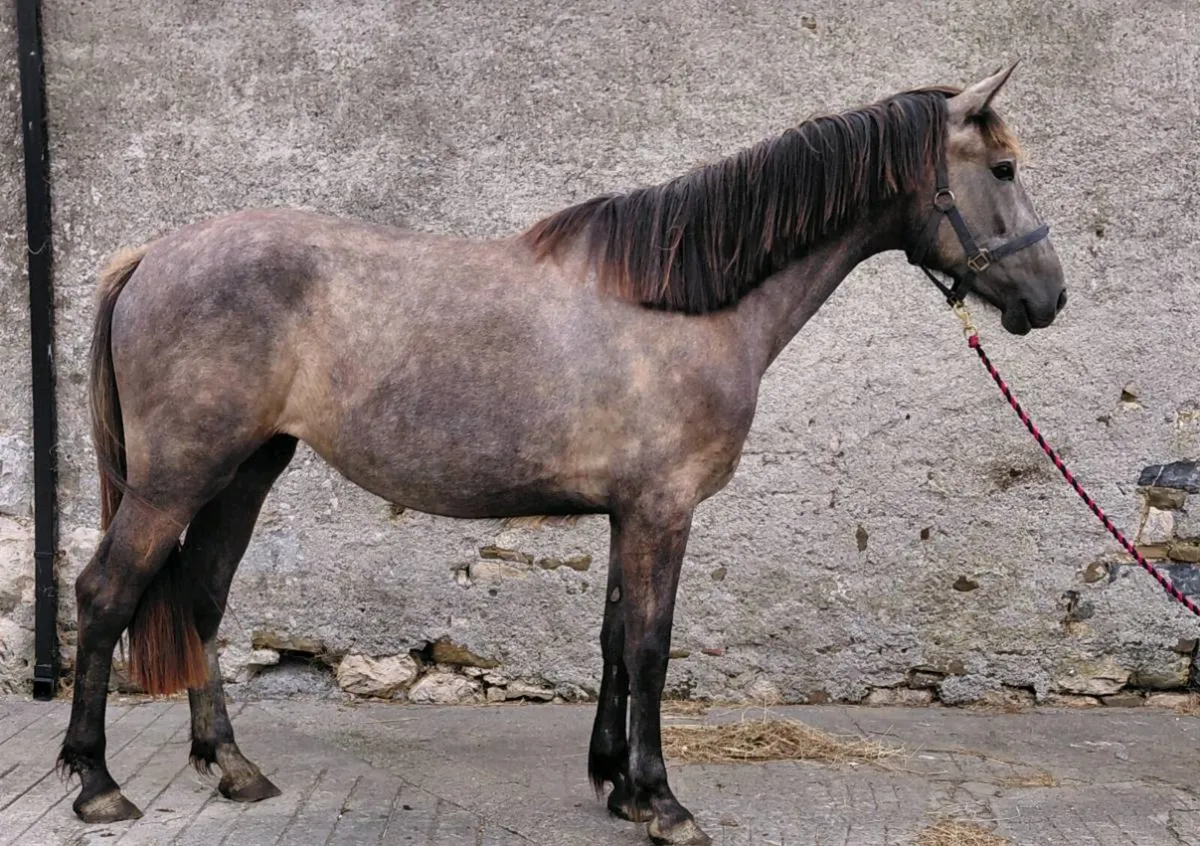 2yrs Irish draught filly - Image 1