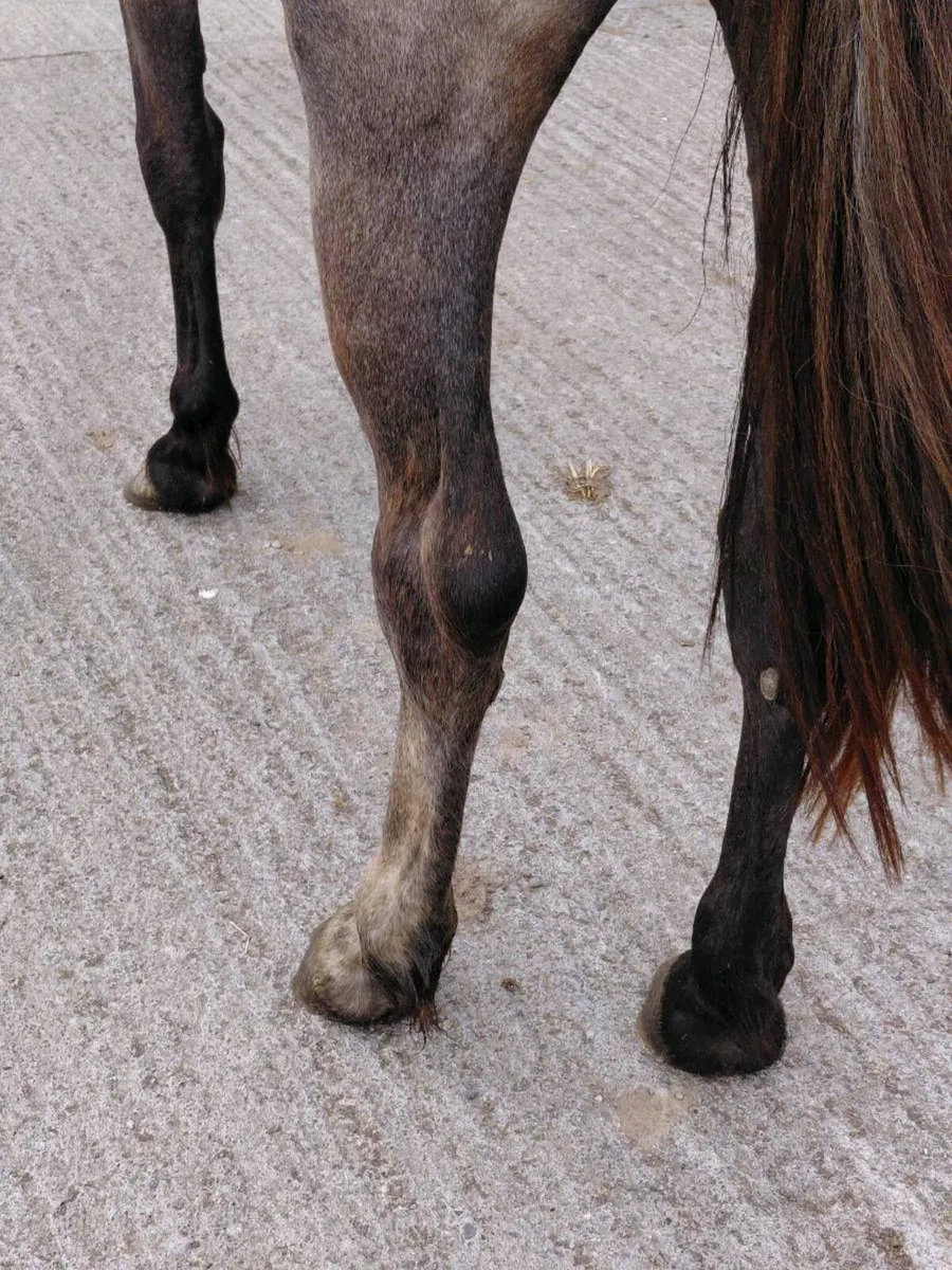 2yrs Irish draught filly - Image 2