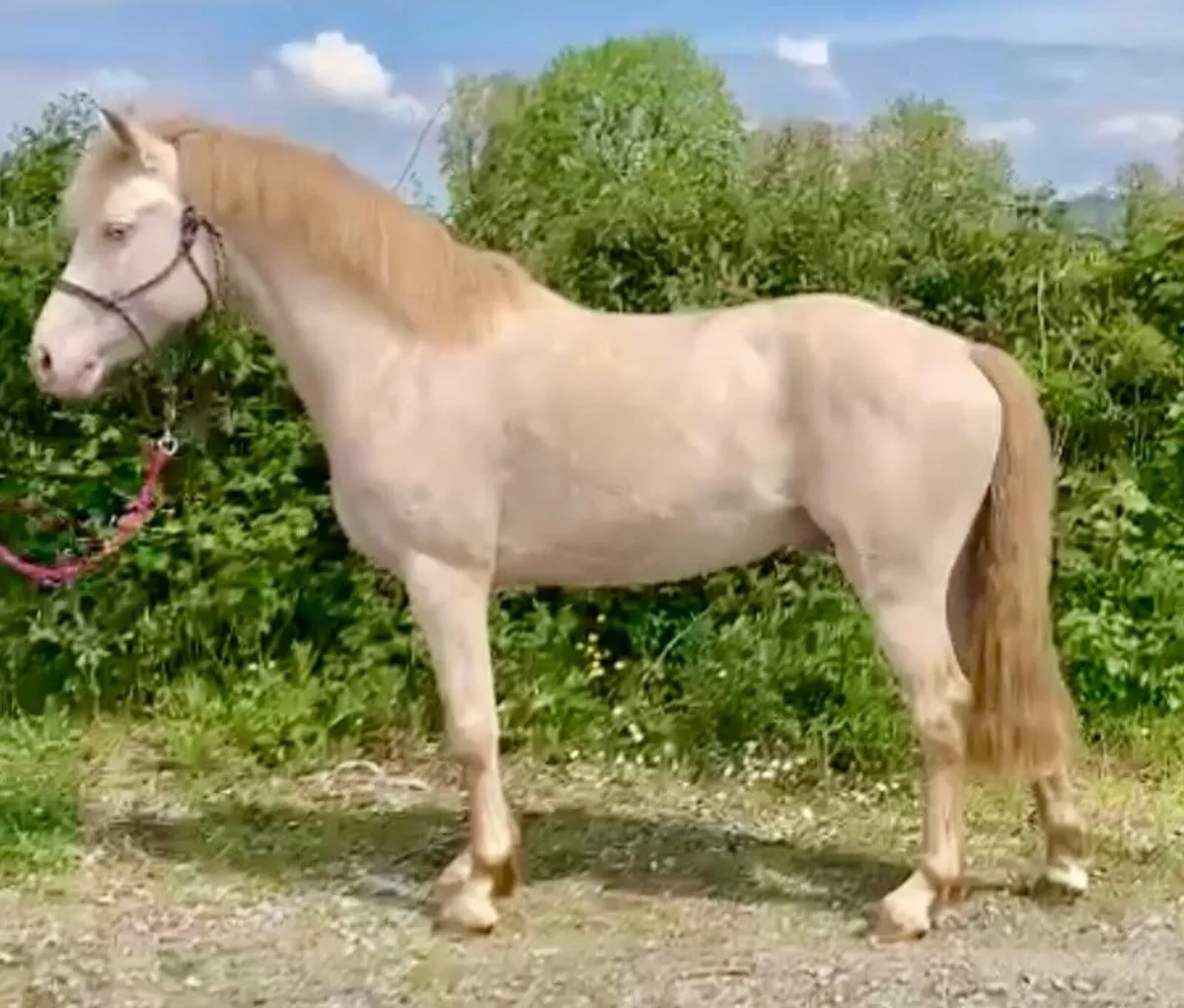 Stallion at stud - Image 3