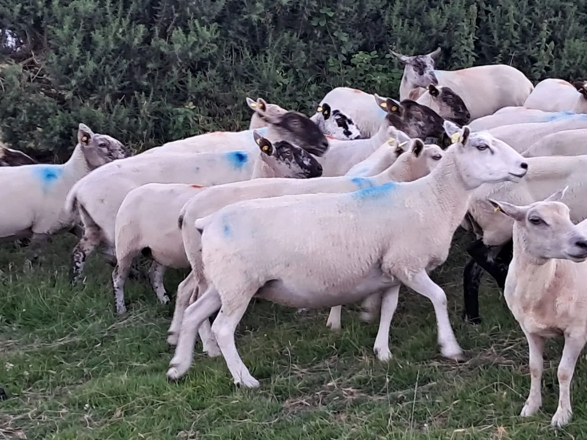 150 Breeding Ewes Tues. 30th June - Tullow Mart - Image 2