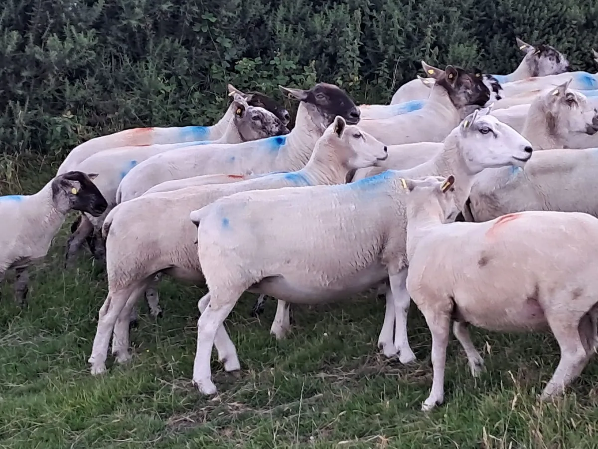 150 Breeding Ewes Tues. 30th June - Tullow Mart - Image 3