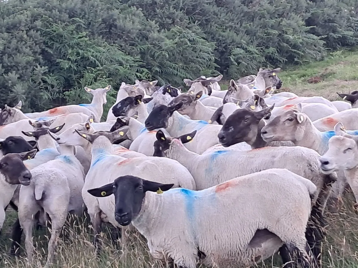 150 Breeding Ewes Tues. 30th June - Tullow Mart - Image 4