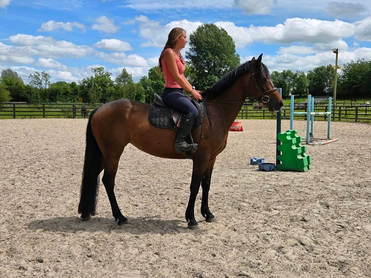 Amazing mare - Image 2