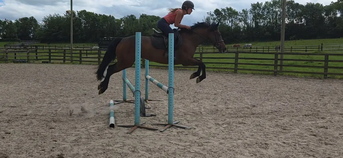 Amazing mare - Image 3