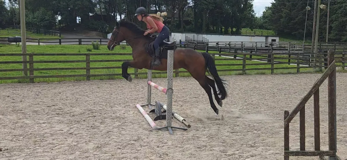 Amazing mare - Image 4
