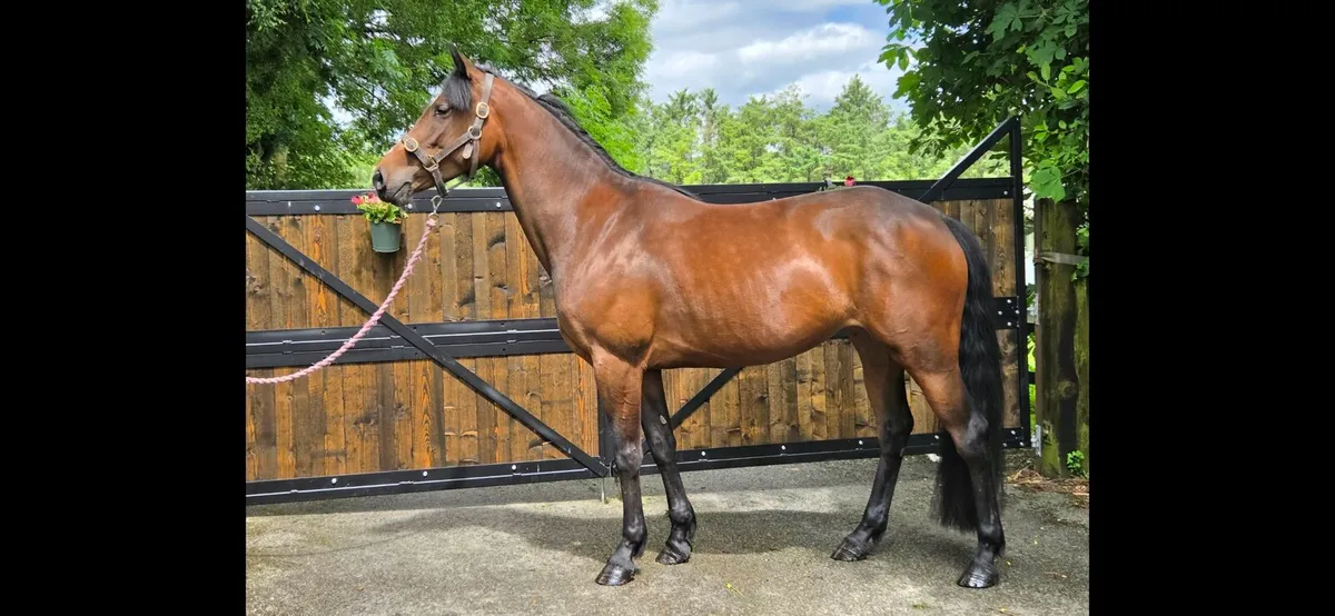 Amazing mare - Image 1