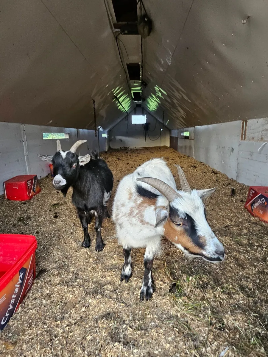 Pygmy  Goat - Image 1