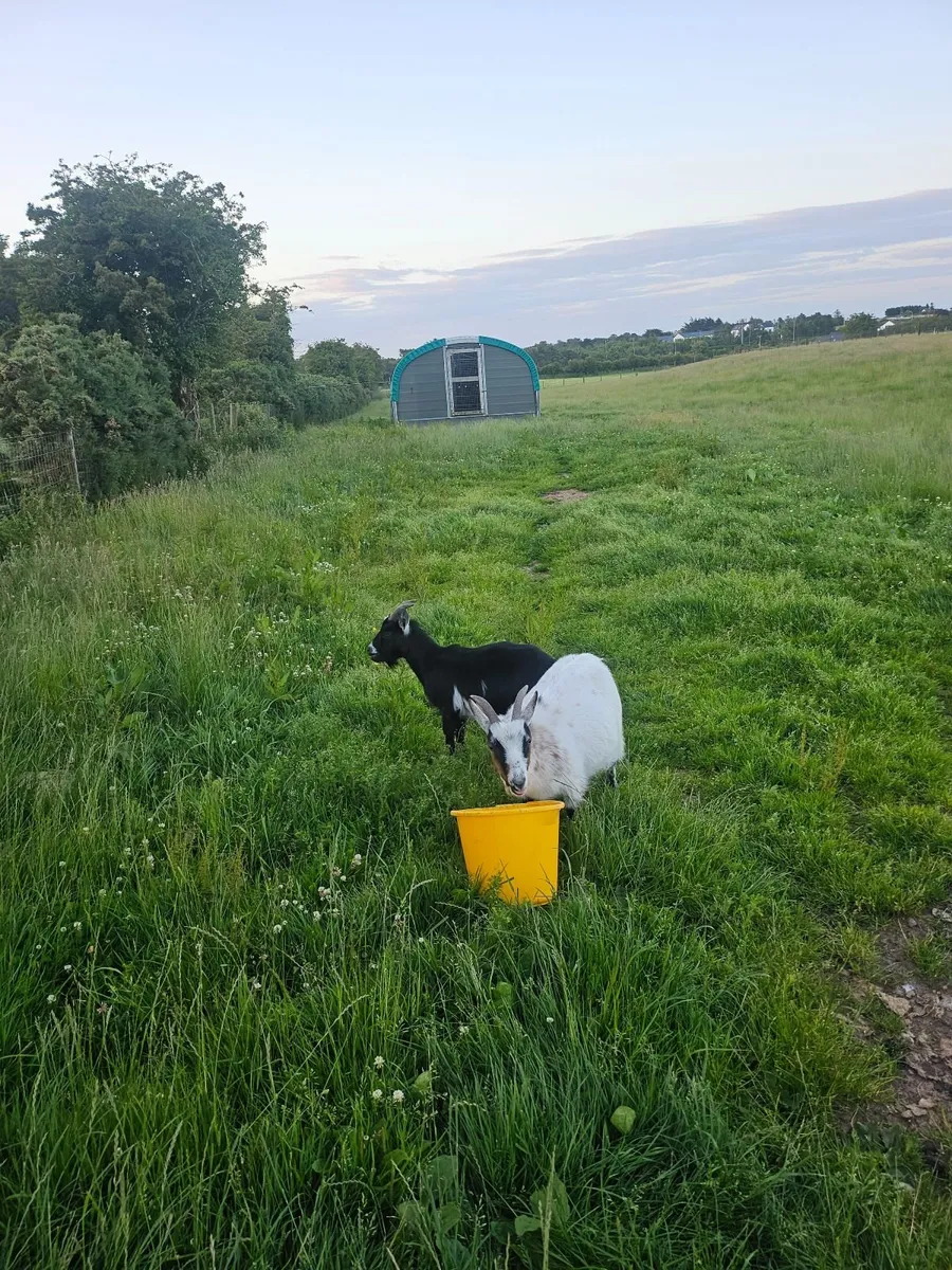 Pygmy  Goat - Image 2